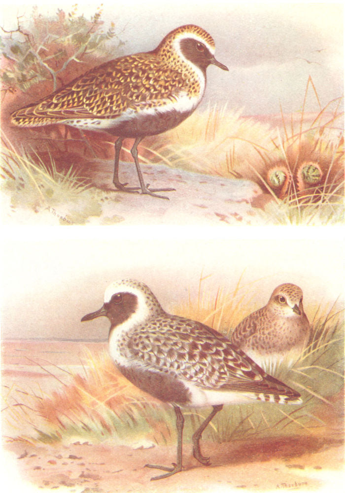BRITISH BIRDS. Golden Plover; Grey Plover. THORBURN 1925 vintage print